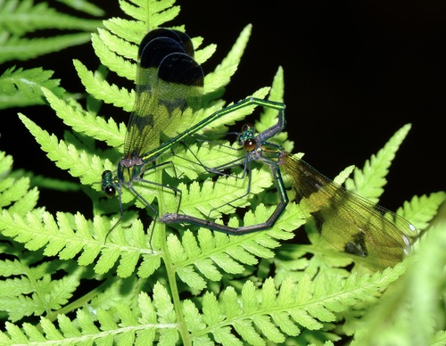 Sparkling Jewelwing photo 5