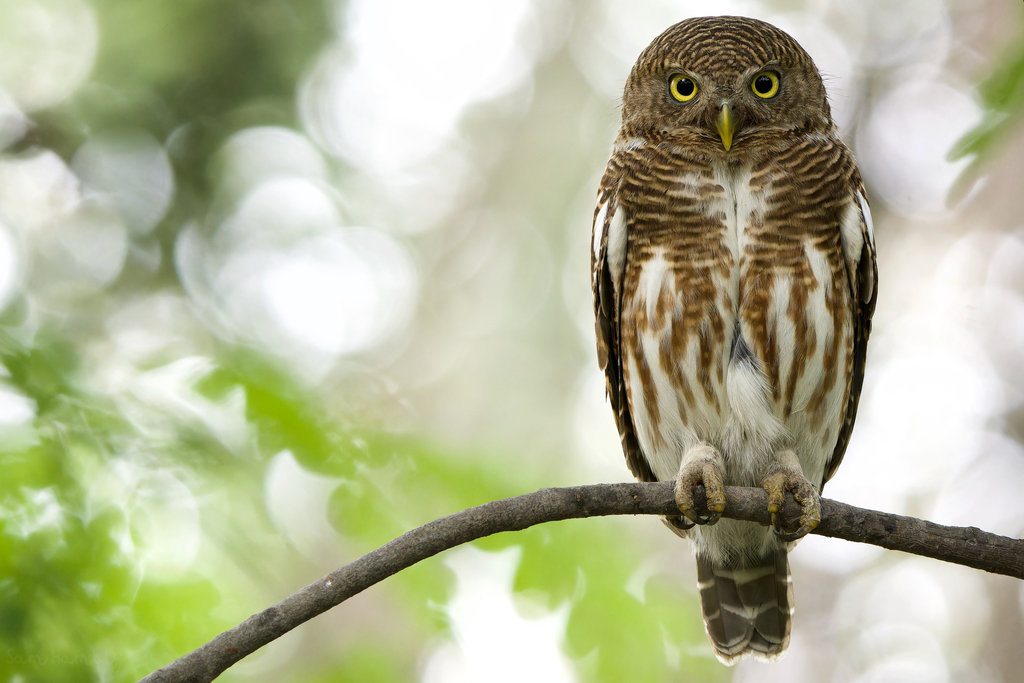 Asian Barred Owlet photo