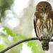 Asian Barred Owlet - Photo (c) Sam Hambly, some rights reserved (CC BY-NC), uploaded by Sam Hambly