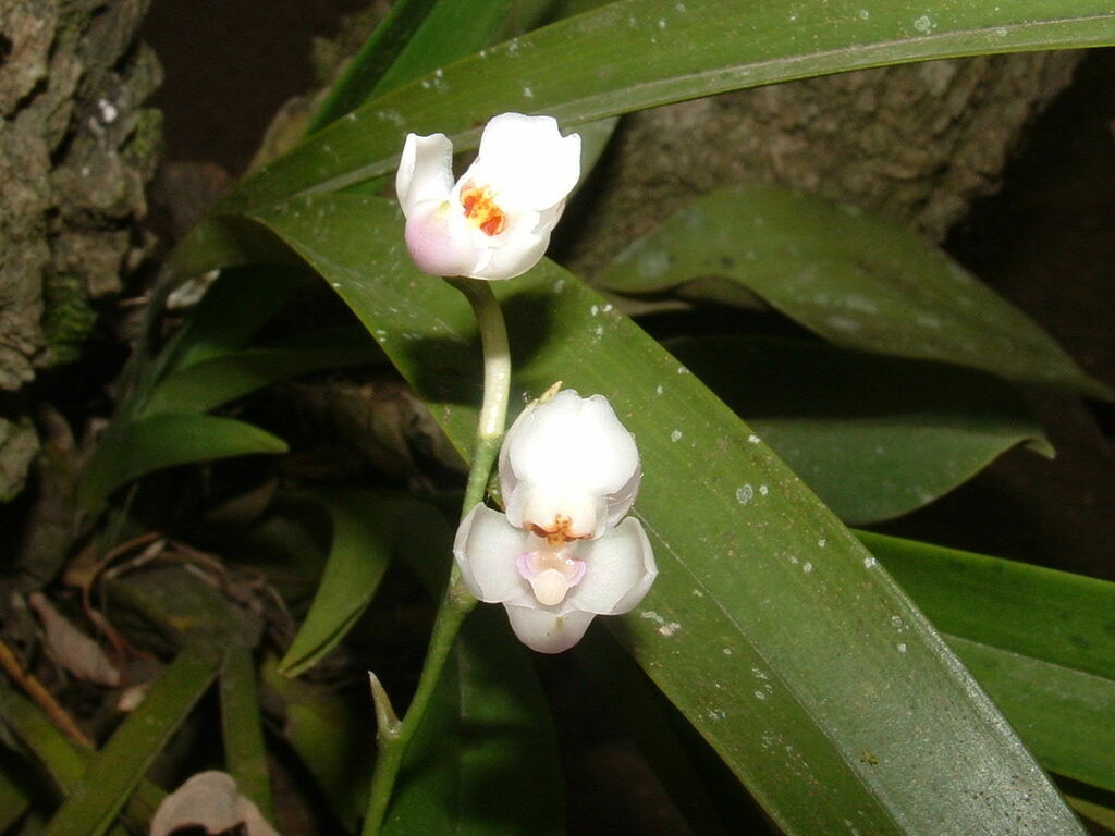 Cuitlauzina convallarioides
