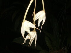 Image of Paphinia subclausa