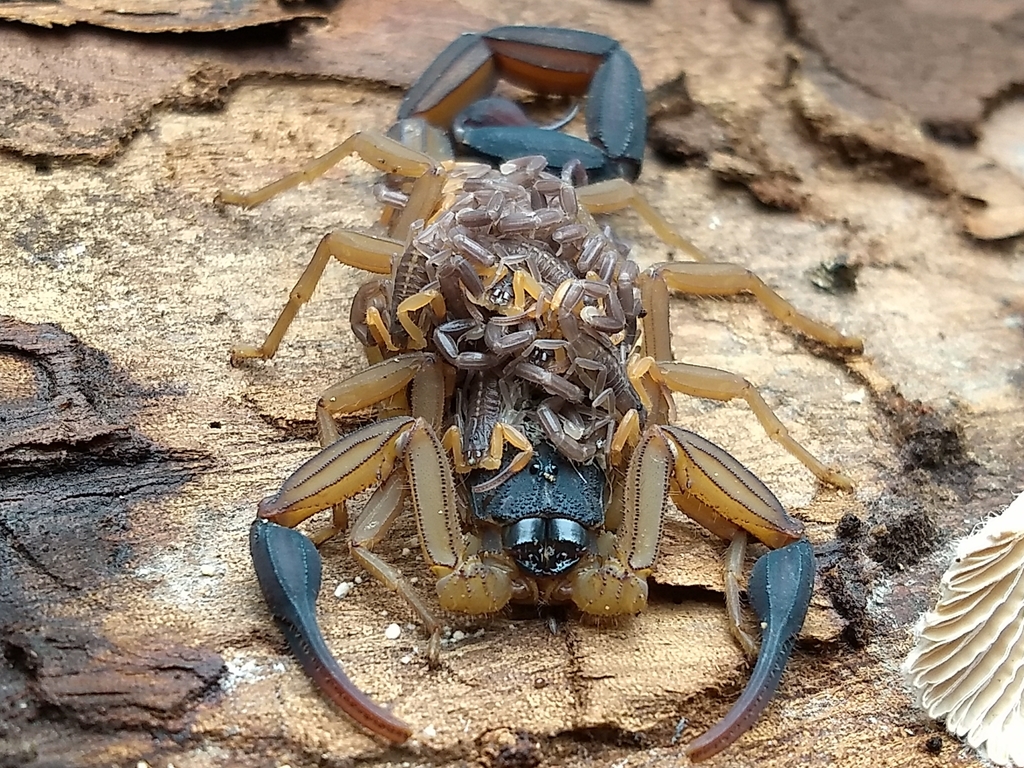 Chiapas Scorpion