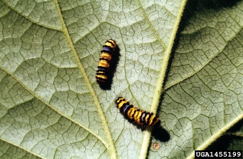 Western Grapeleaf Skeletonizer Moth photo 2