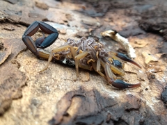 Centruroides nigrimanus