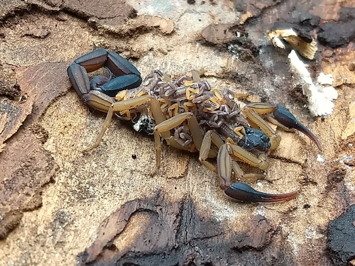 Centruroides nigrimanus
