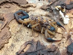 Centruroides nigrimanus