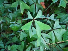 Oxalis tetraphylla