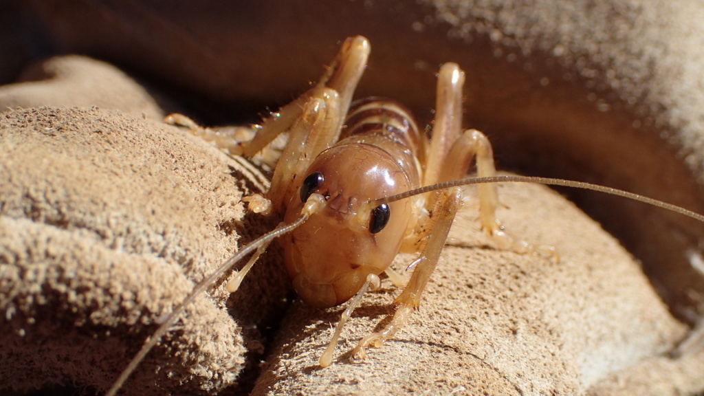 Pale Sand Cricket from Waaihoekskloof on April 15, 2023 at 02:53 PM by ...
