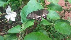 Papilio polytes stichius