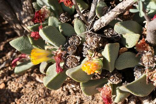 Pleiospilos compactus