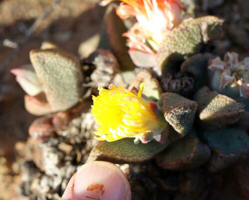 Pleiospilos compactus