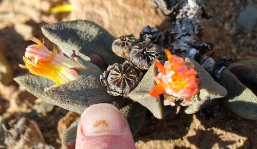 Pleiospilos compactus