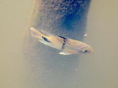 Blackbelt Cichlid photo 5