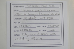 Piptatheropsis pungens