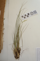 Piptatheropsis pungens