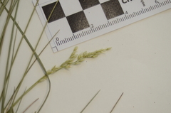 Piptatheropsis pungens