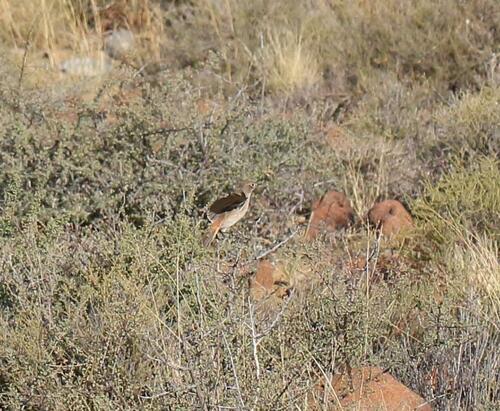 Sickle-winged Chat (Emarginata sinuata), photo 6