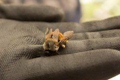 Xylocopa tabaniformis azteca