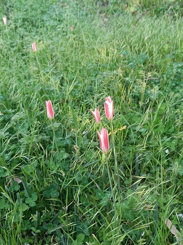 Image of Tulipa clusiana by (c) Name, some rights reserved (CC BY)