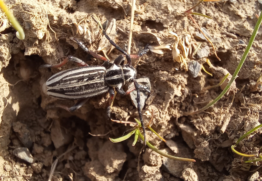 Dorcadion abakumovi