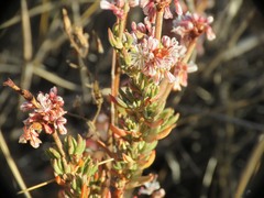 Eriogonum wrightii membranaceum