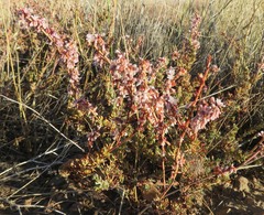 Eriogonum wrightii membranaceum