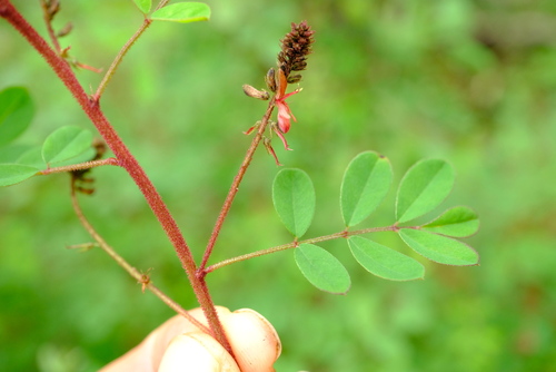 Indigofera atriceps