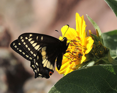 Papilio indra