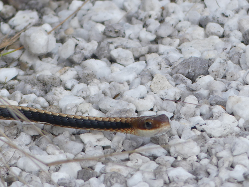 Southeast Brazilian Sipo, Chironius brazili