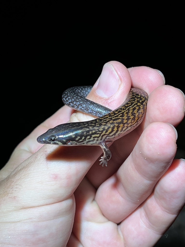 Barred Burrowing Skink