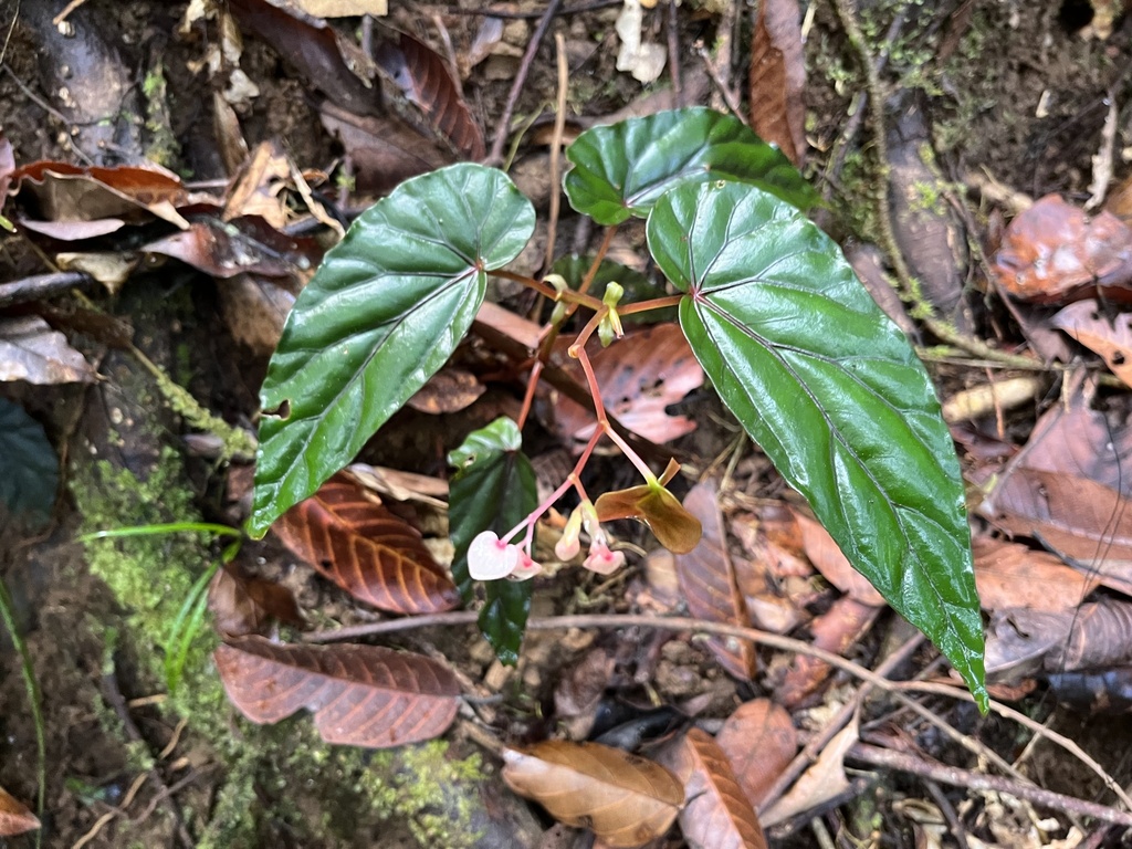 Begonia everettii