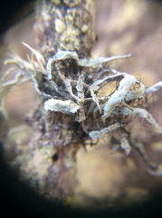 Heterodermia leucomelos