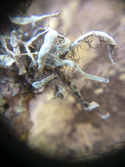 Heterodermia leucomelos