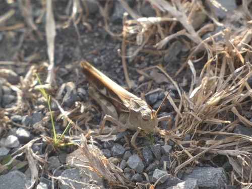 Photo of Coral-winged Grasshopper (Pardalophora apiculata)