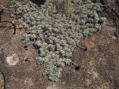 Helichrysum albirosulatum
