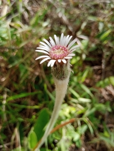 Gerbera image