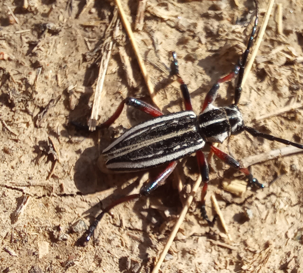Dorcadion alakoliense