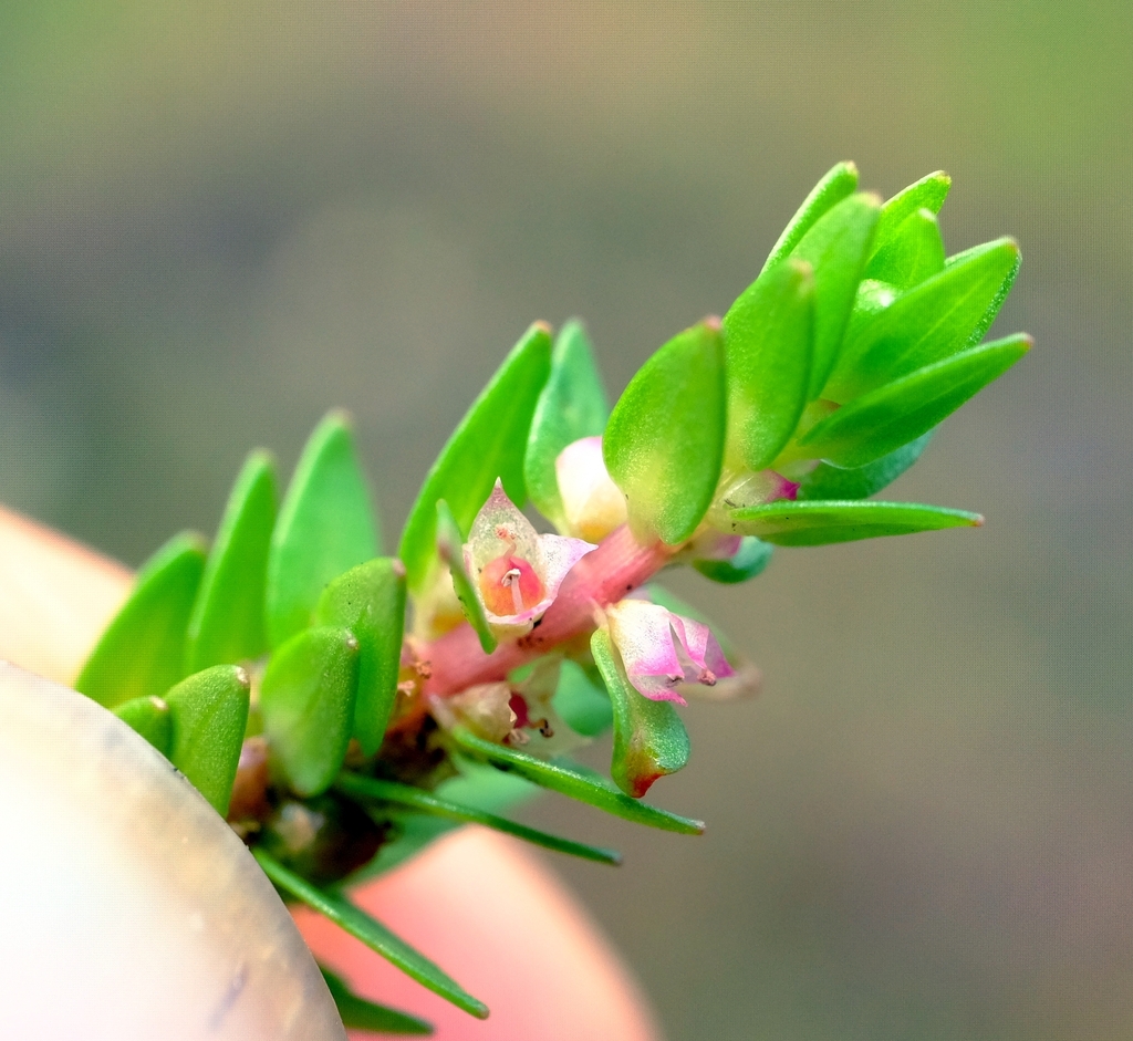 Rotala myriophylloides