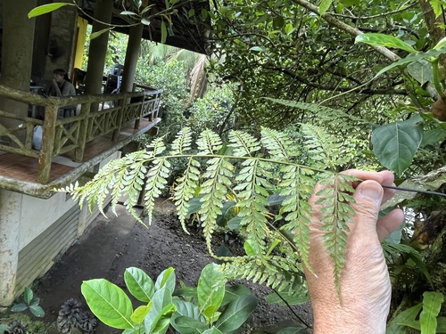 Asplenium nitidum observed 2023-04-17