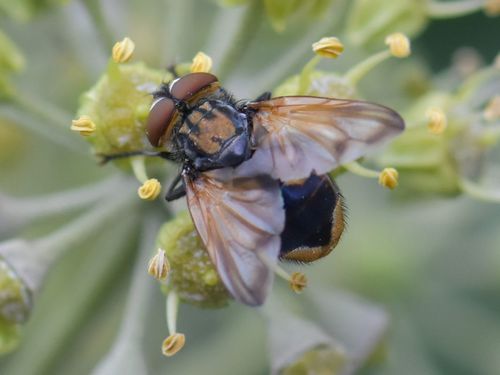 Phasia aurigera, Groesbeek, Nederland, photo 9 of 10