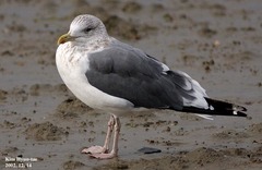 Larus fuscus heuglini