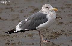 Larus fuscus heuglini