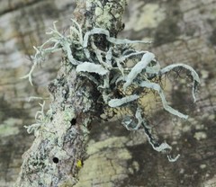 Heterodermia leucomelos