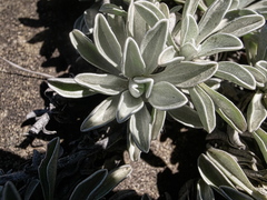 Helichrysum albirosulatum
