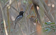 Black-Backed Antshrike photo 2