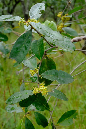 Salacia rhodesiaca image