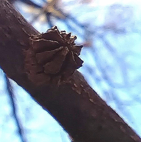 Andricus truncicola