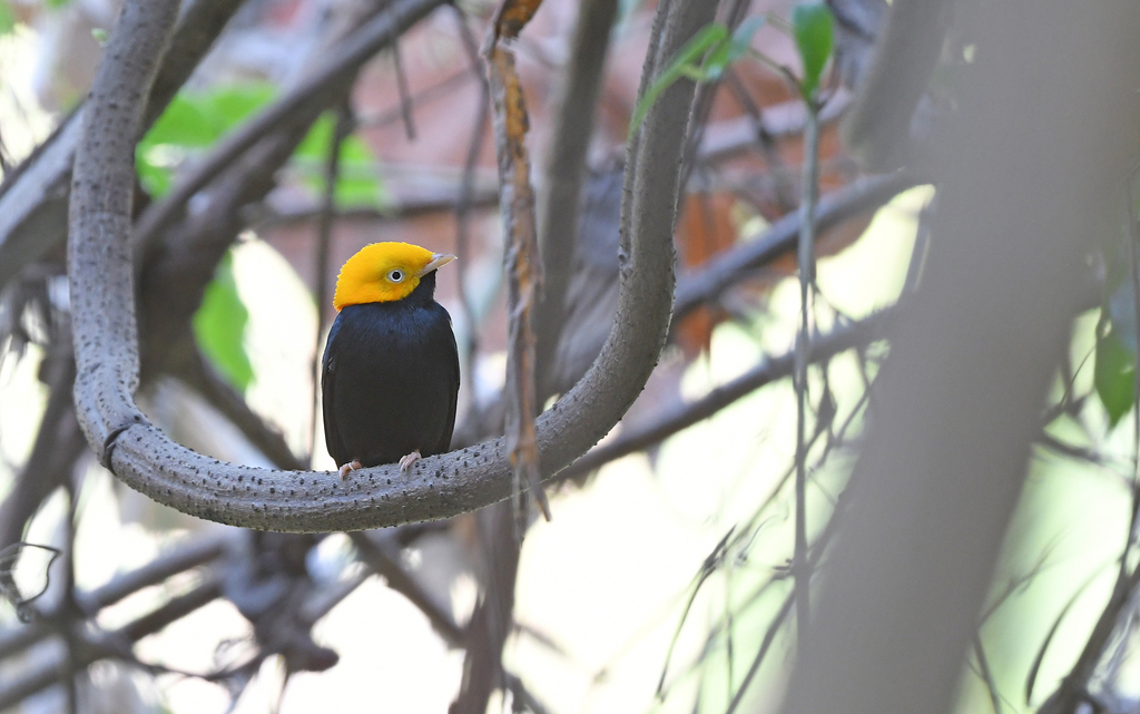 Golden-headed Manakin