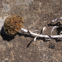 Helichrysum albirosulatum