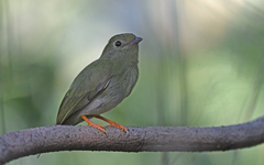 Lance-Tailed Manakin photo 2